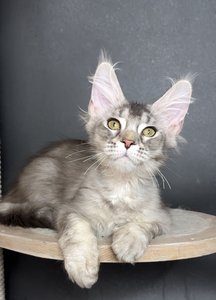 Felix