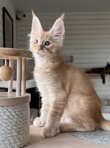 Casper
